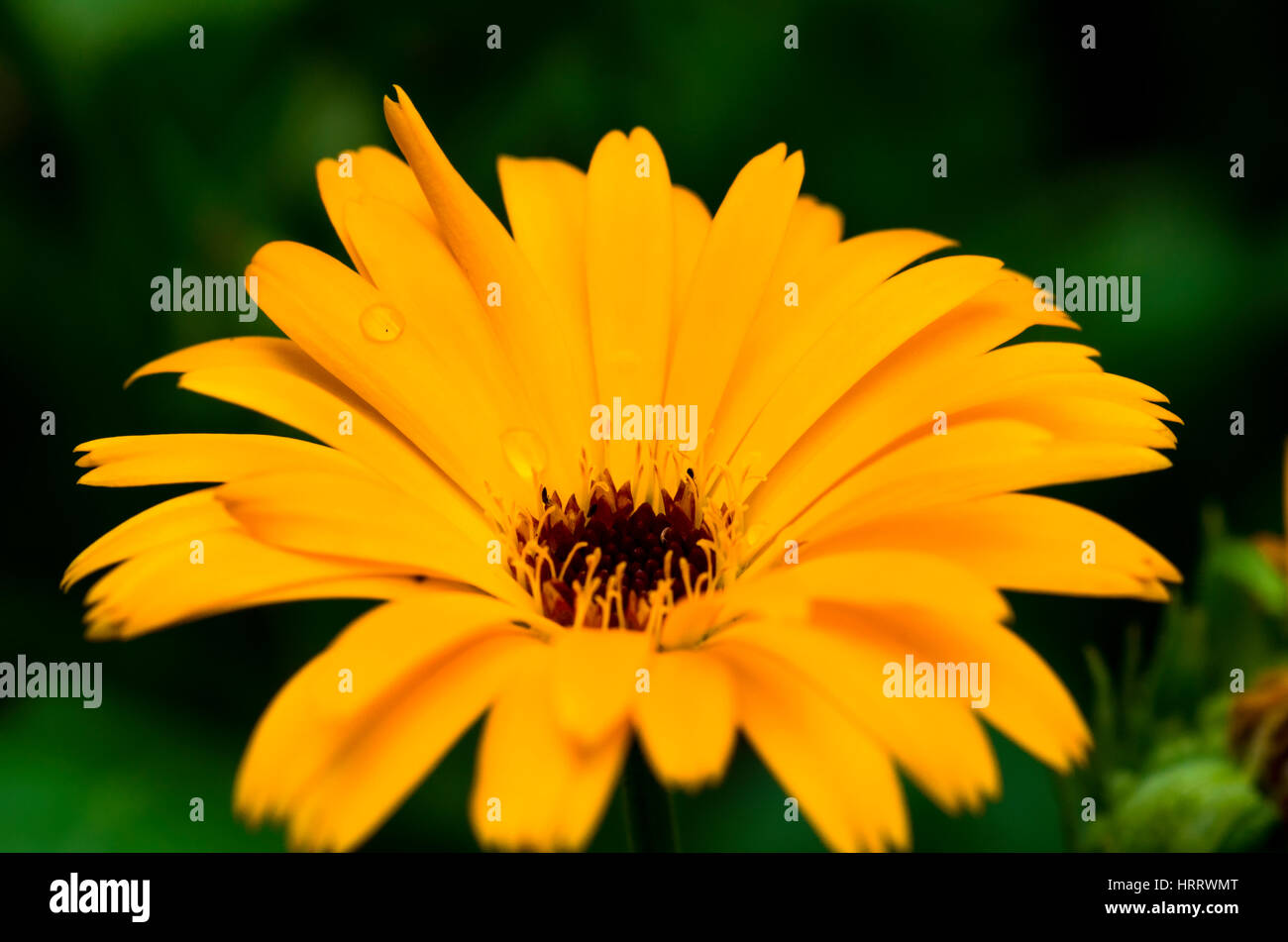 Gelbe Blume Stockfoto