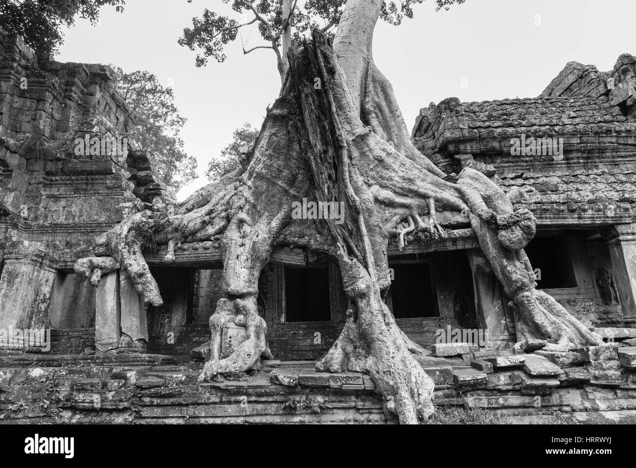 Wurzeln bedecken die Ruine Wände der Ta Prohm Tempel, Kambodscha, Angkor Historical Park, UNESCO-Welterbe. Stockfoto