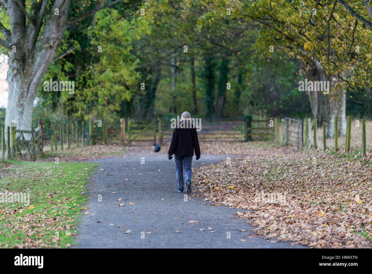 Eine herbstliche Szene einer Frau zu Fuß durch einen Feldweg mit abgefallenen Blättern und Bäumen. Stockfoto