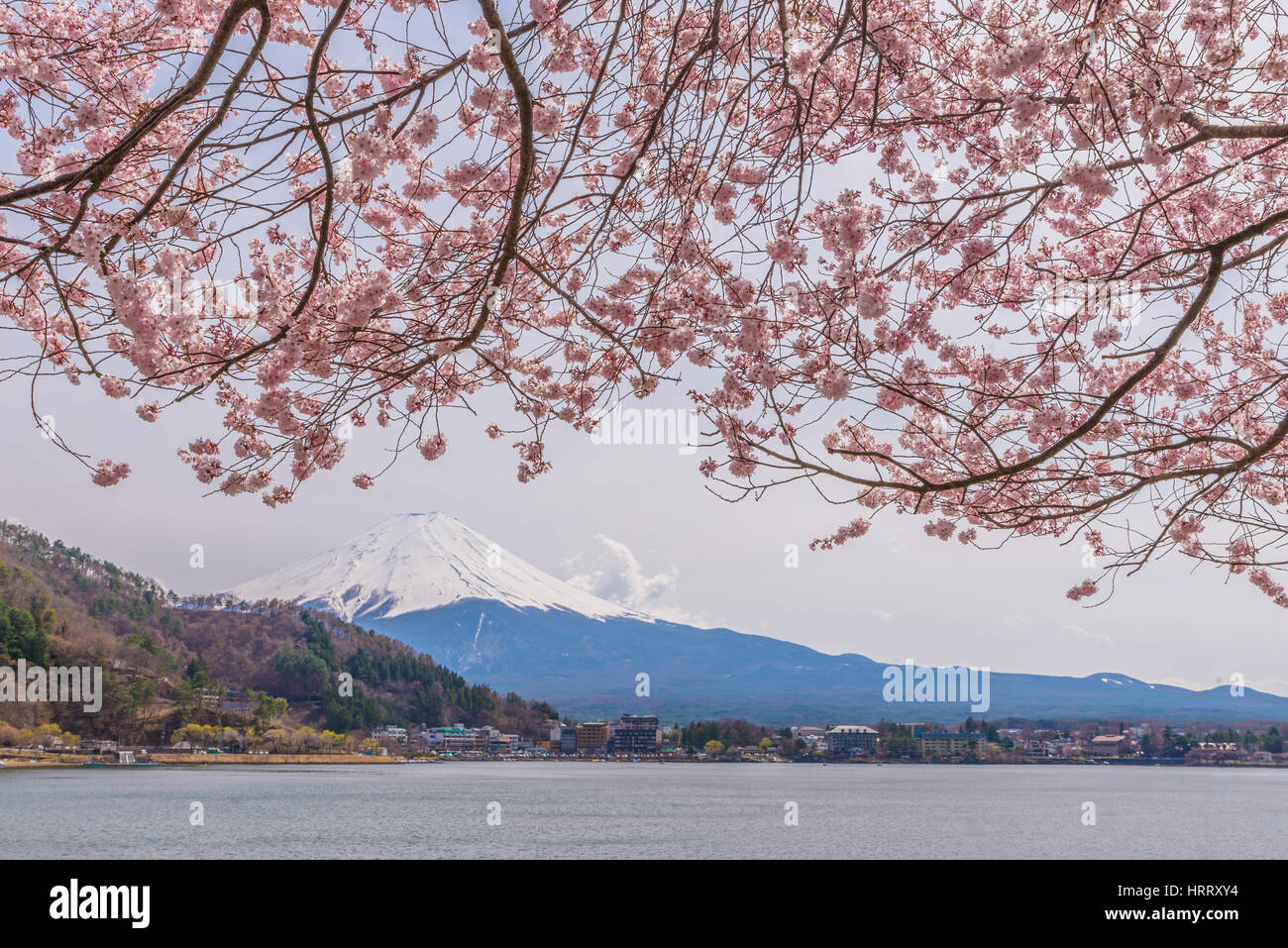 Schöne Kirschblüten im Frühling mit Mount Fuji, japan Stockfoto
