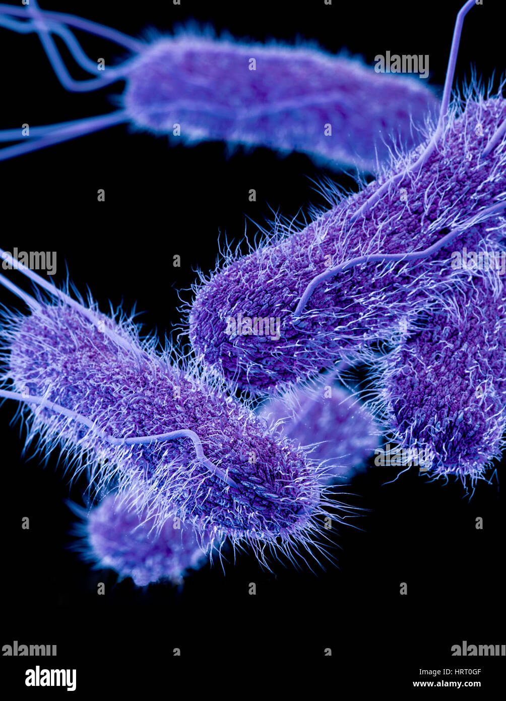 Medikamenten-resistenten Salmonellen-Bakterien. 3D Computer Darstellung der Medikamenten-resistenten nicht Erkrankung SP. Salmonellenbakterien, zeigen ihre Flagellen (lange fil Stockfoto