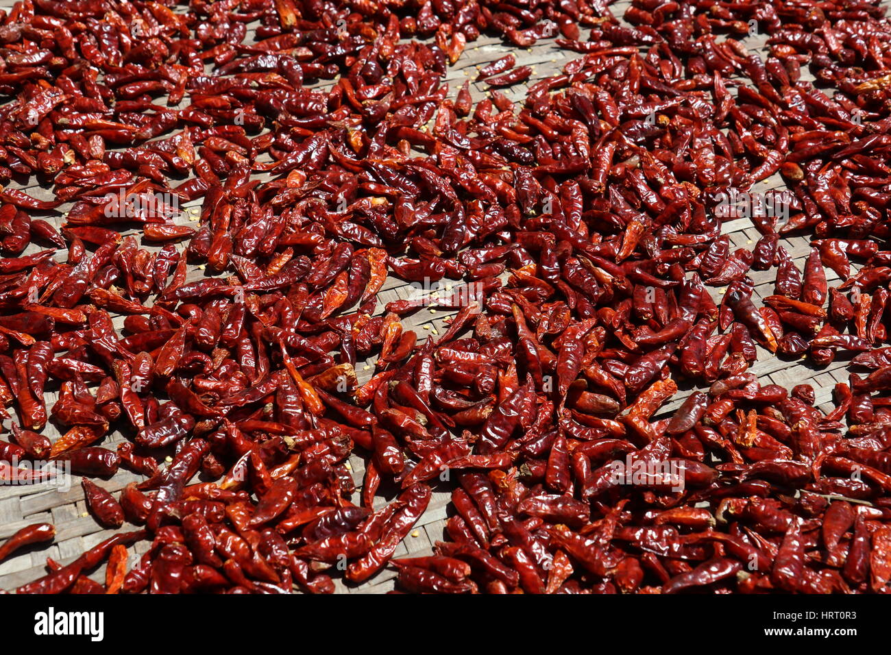 Viele rote Chilischoten in der Sonne getrocknet Stockfoto