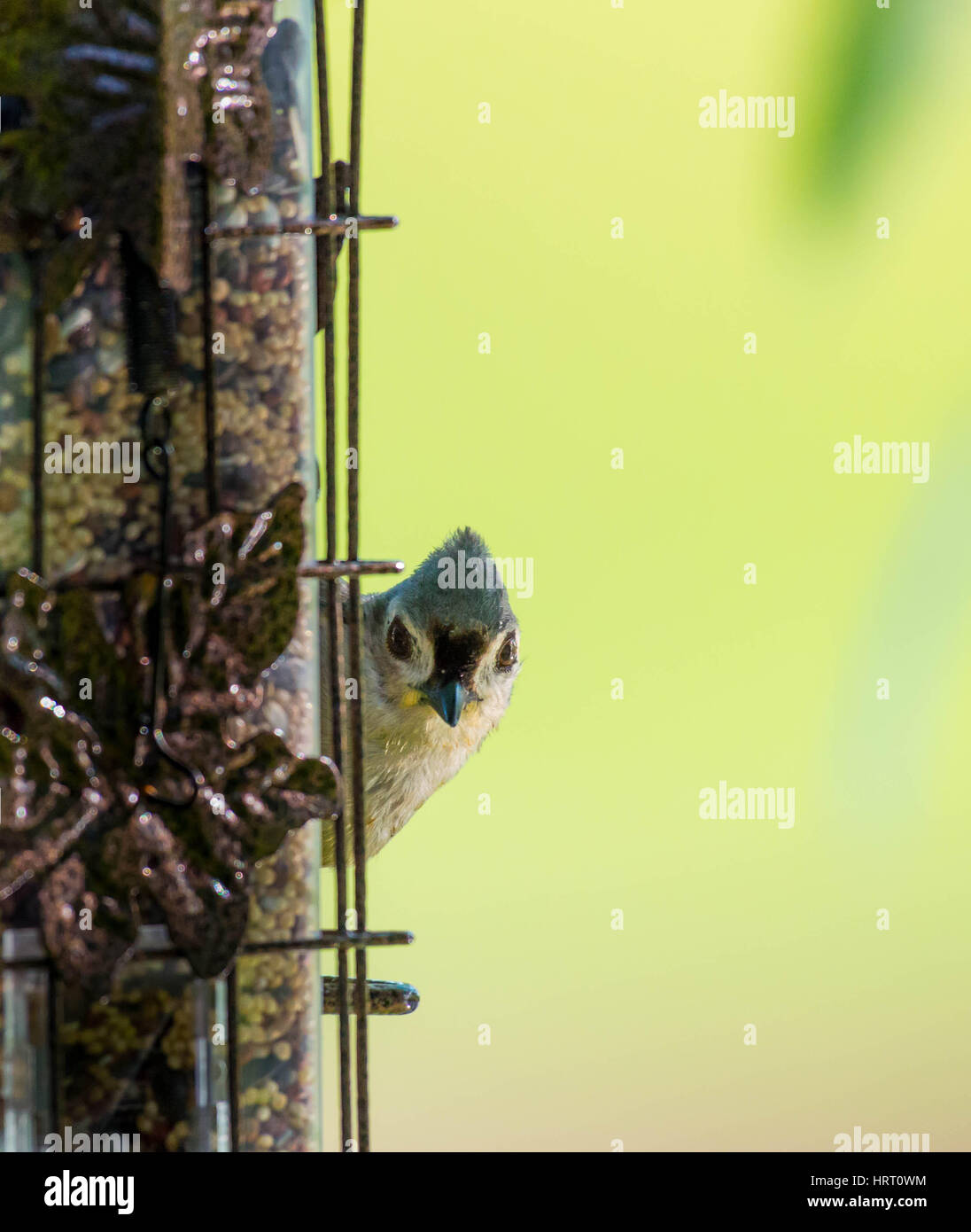 Mésange Photobomb Porträt Stockfoto