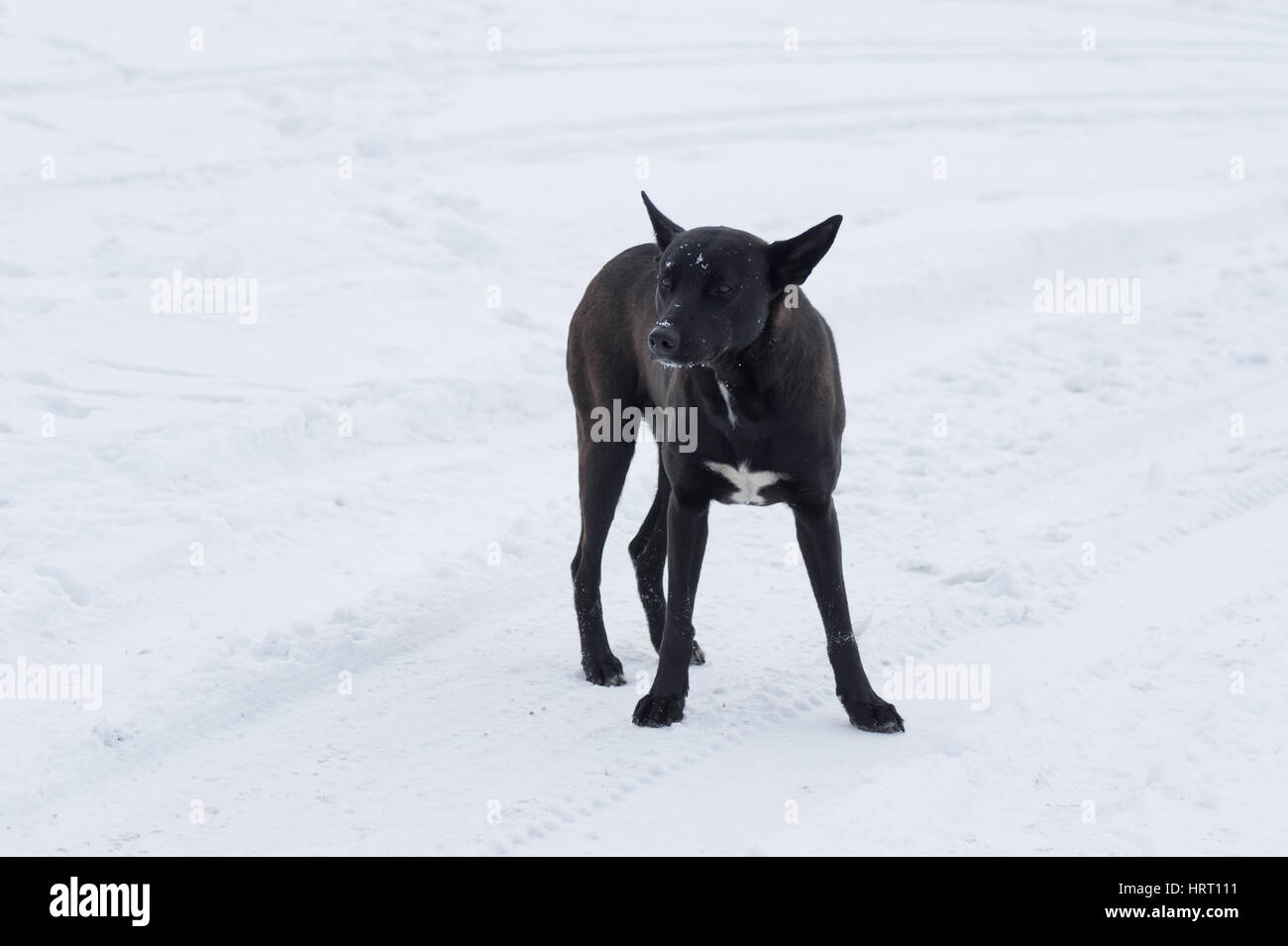 Streunender Hund ist bereit, eigenes Territorium zu verteidigen Stockfoto