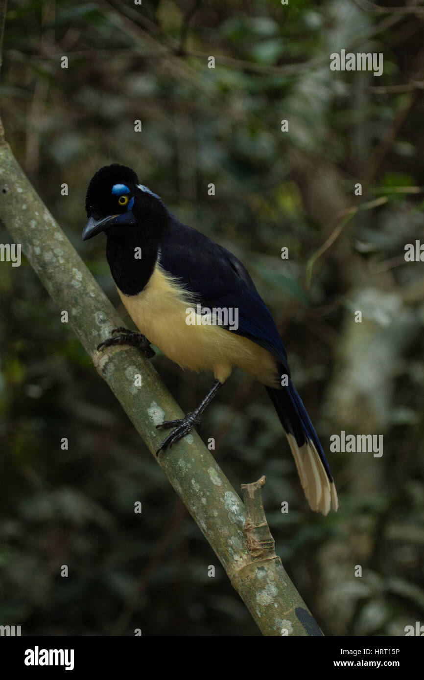 Plüschcrested Jay (Cyanocorax Chrysops), Jay von der Familie Corvidae