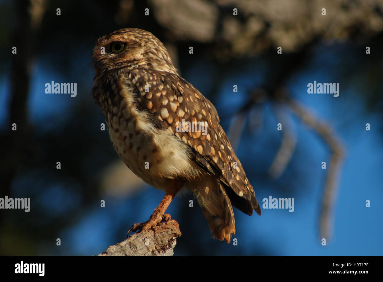 Kanincheneule - Brasilien - im Gegensatz zu den meisten anderen Eulen, Burrowing Owls sind aktiv, tagsüber und nachts. Stockfoto