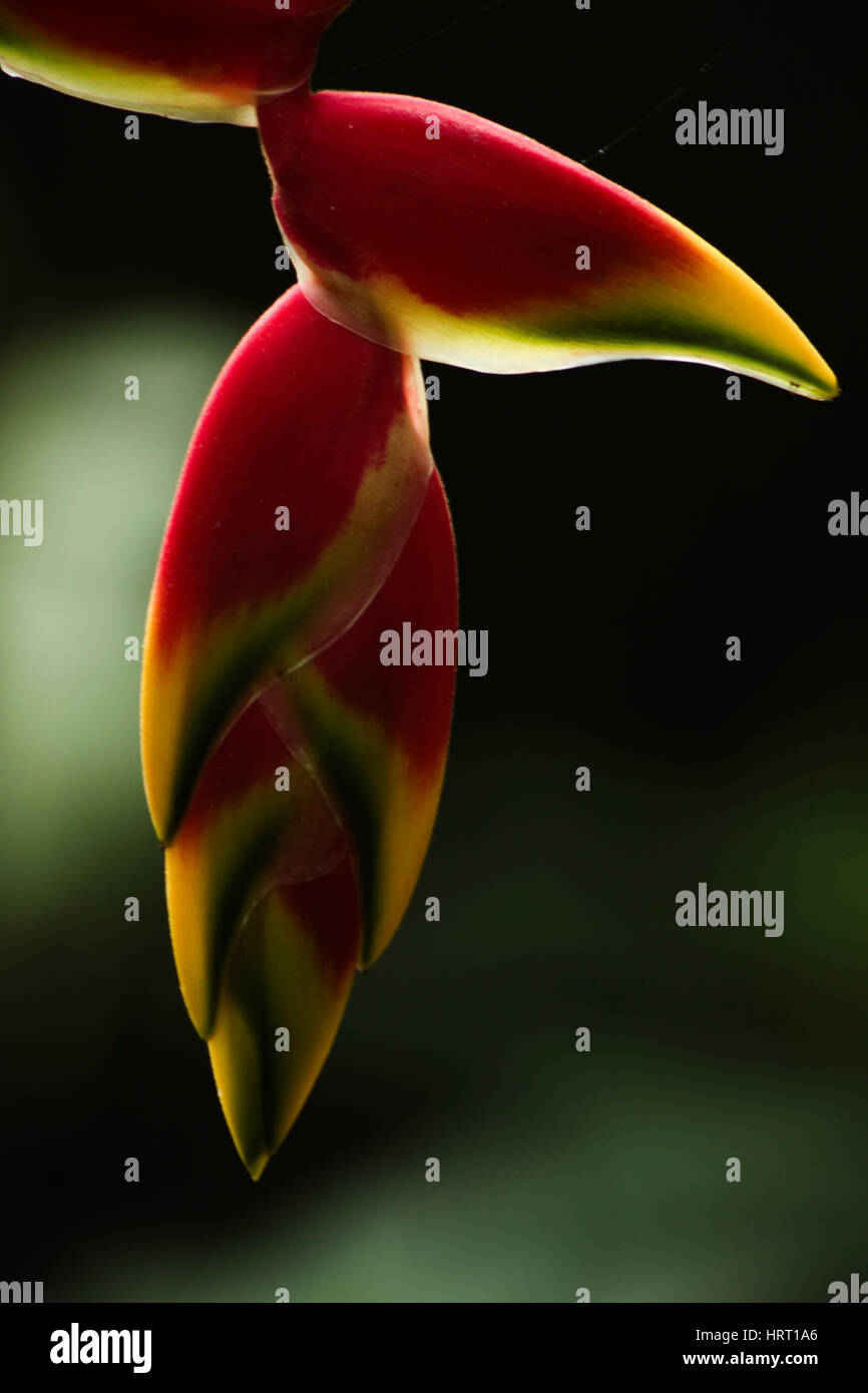 Rote und gelbe Blume - Details der Heliconia Rostrata auf einem grünen verschwommenen Hintergrund. Stockfoto