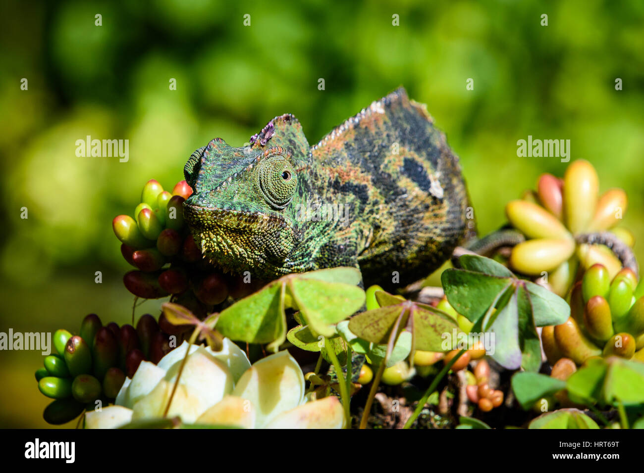 Schönen Chamäleon ein Blättern in der Wildnis von Madagaskar Stockfoto