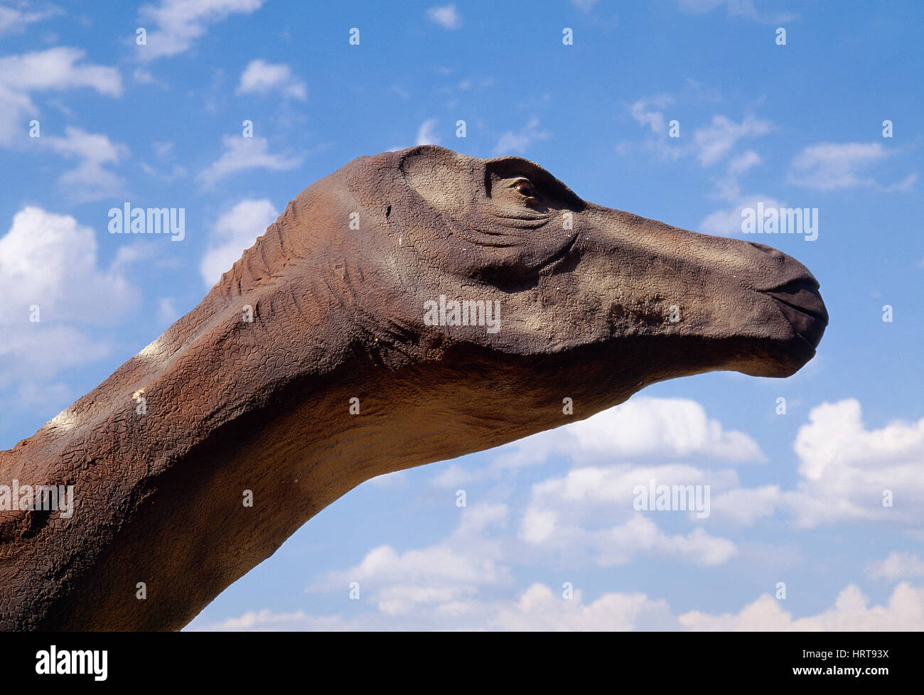 Dinosaurier Kopf. Salas de Los Infantes, Burgos Provinz Kastilien-Leon, Spanien. Stockfoto