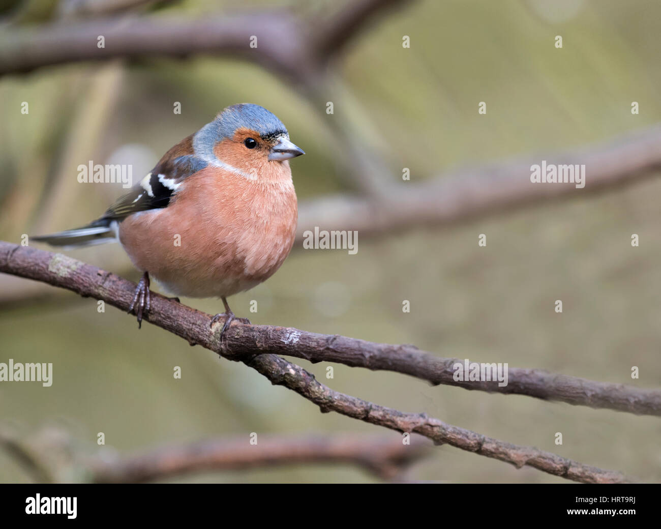 Einen männlichen Buchfinken (Fringilla Coelebs) thront auf einem Ast, Norfolk Stockfoto