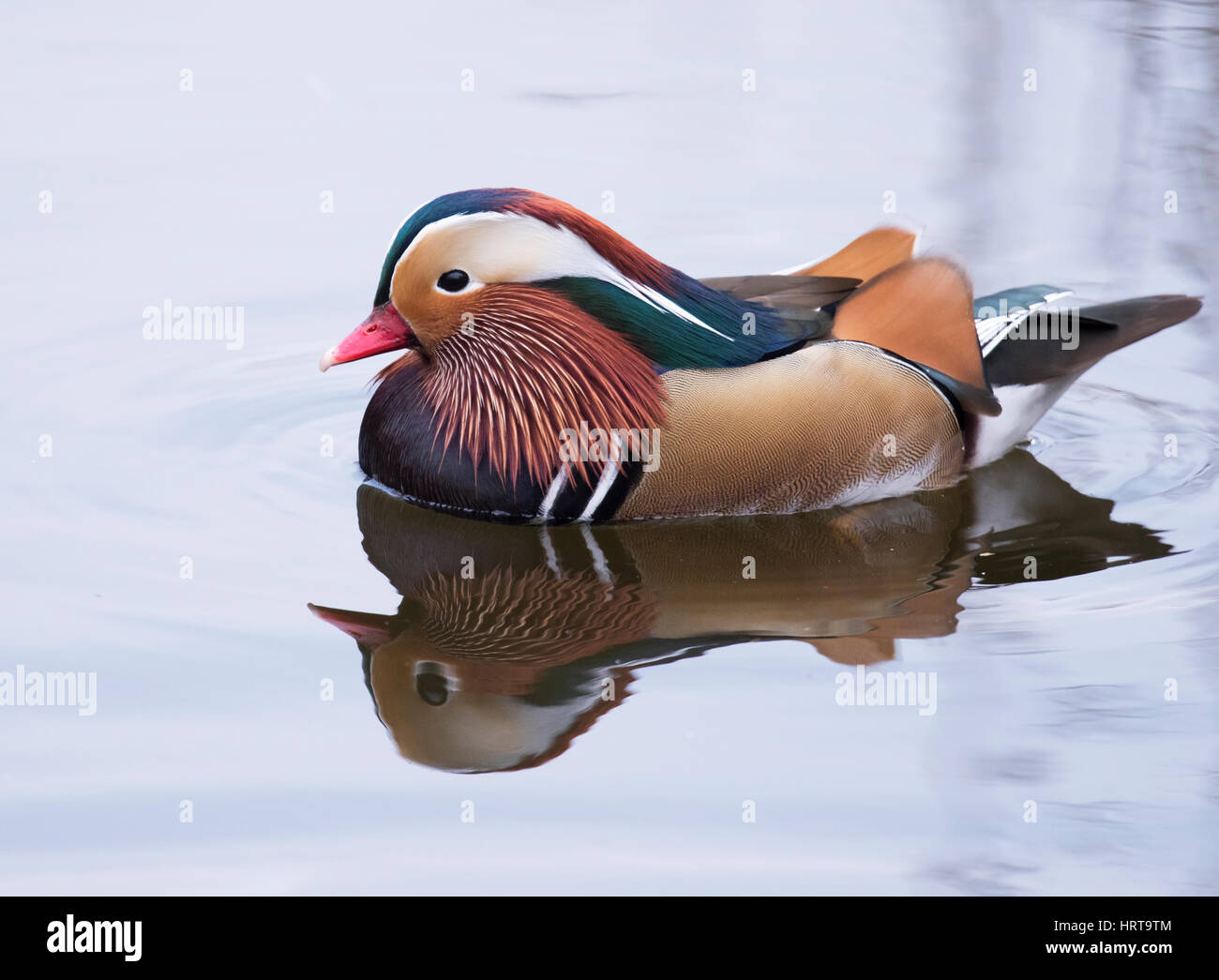 Eine markante männliche Mardarin Wildente (Aix Galericulata), Norfolk Stockfoto