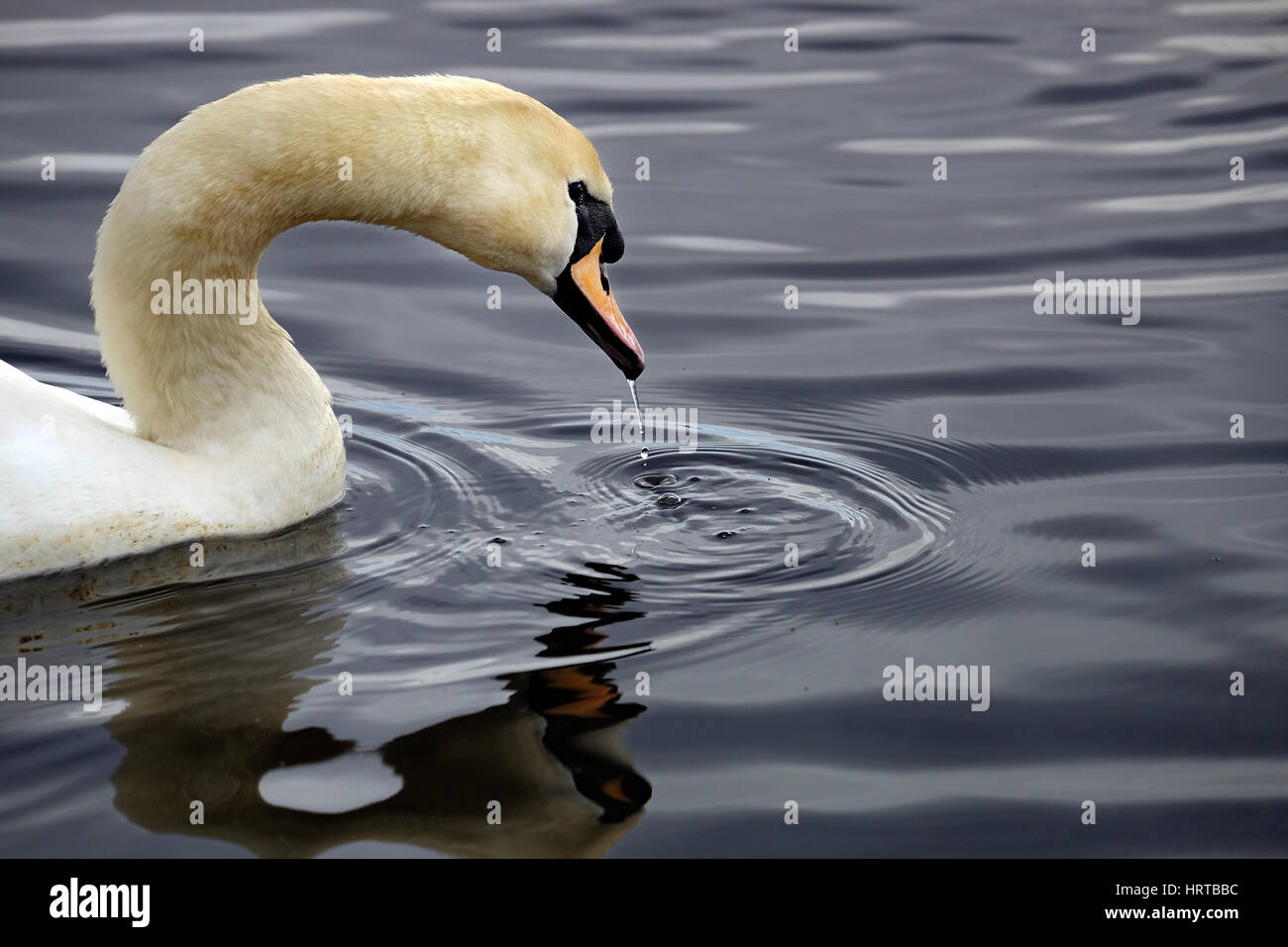 Höckerschwan auf Feuchtgebiete Newport, South Wales Stockfoto