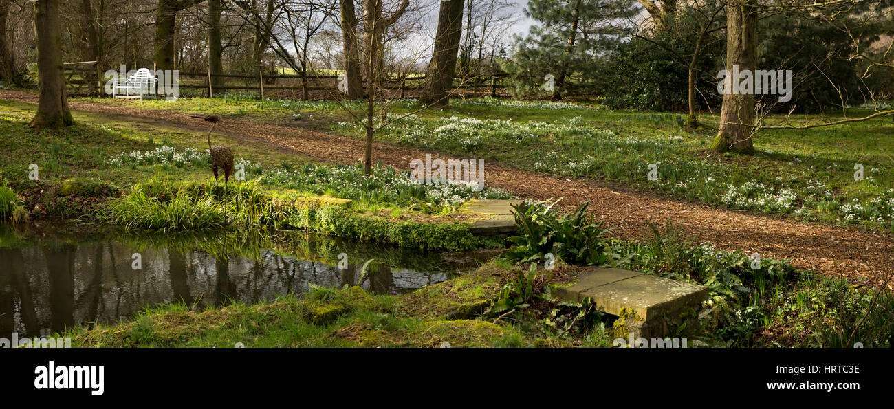 Großbritannien, England, Cheshire, Gelehrter grün, Rode Hall, Gärten, Schneeglöckchen um Eintopf Teich Ende Februar, Panorama Stockfoto