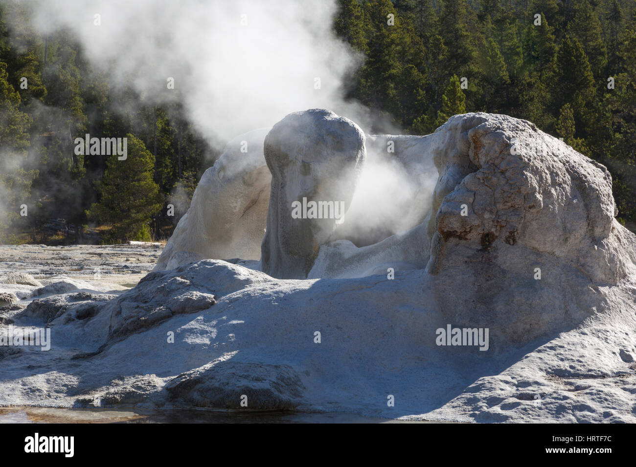 Grotto-Geysir-Errupting in Upper Geyser Basin, Yellowstone-Nationalpark, USA gefallenen Bäume innerhalb dieser Geysir verleihen ihm eine seltsame Form. Stockfoto