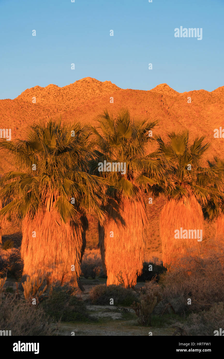 California Fan Palmen (Washingtonia Filifera) Native Palm von California Wüste, Anza Borrego Desert State Park, Kalifornien, sunrise Stockfoto
