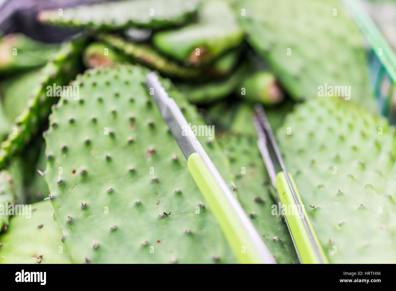 Nopales Kaktus Stücke zum Verkauf auf dem Display mit einer Zange Stockfoto