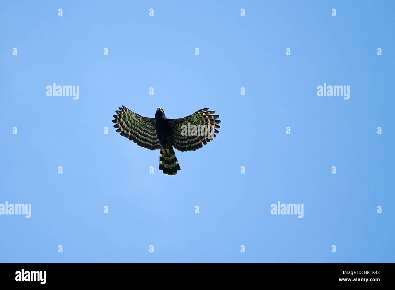 Black Hawk-Eagle (Spizaetus Tyrannus) Stockfoto