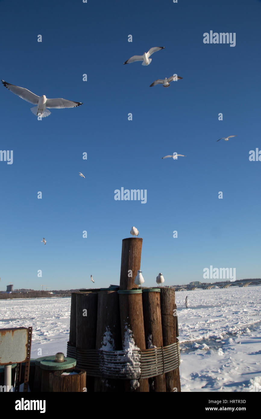 Dramatische Bilder von Seagalls fliegen nach einem Schneesturm in Alexandria, Virginia. Januar 2016. Stockfoto