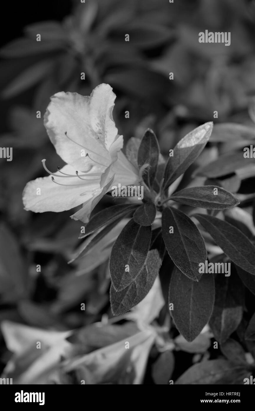 Azalee-Blumen Stockfoto