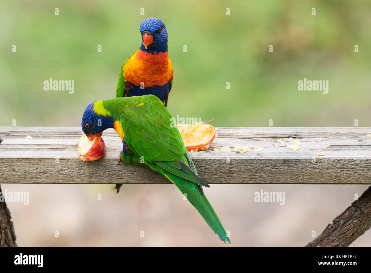 Australische Vögel Rainbow Lorikeets, Trichoglossus Moluccanus Essen Apfel auf einem Garten feeder Stockfoto