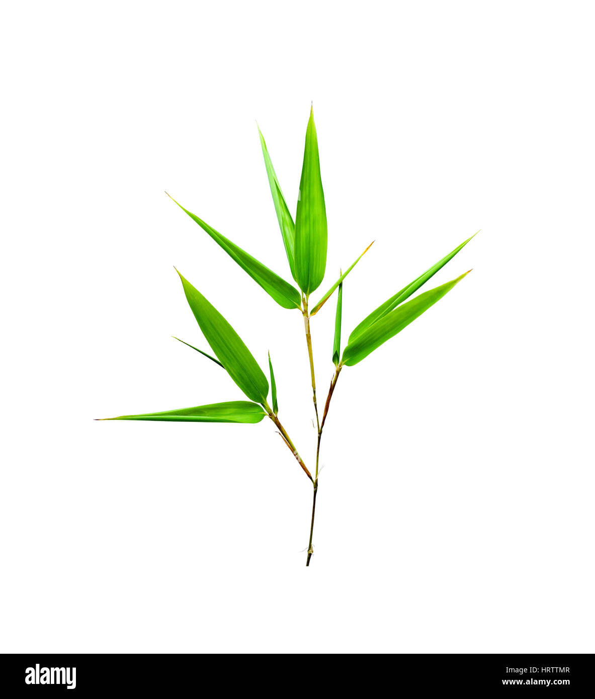 Bambus Blätter isolierten auf weißen Hintergrund Stockfoto