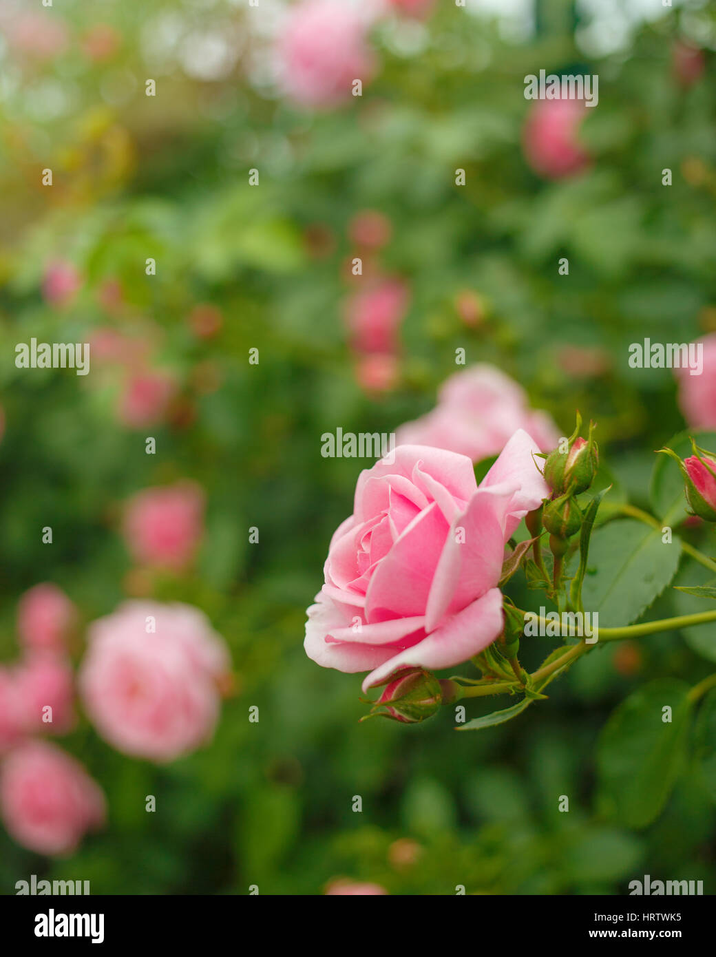 Bush von rosa Rosen. Konzentrieren Sie sich auf eine Blume in den Vordergrund, Hintergrund unscharf Stockfoto