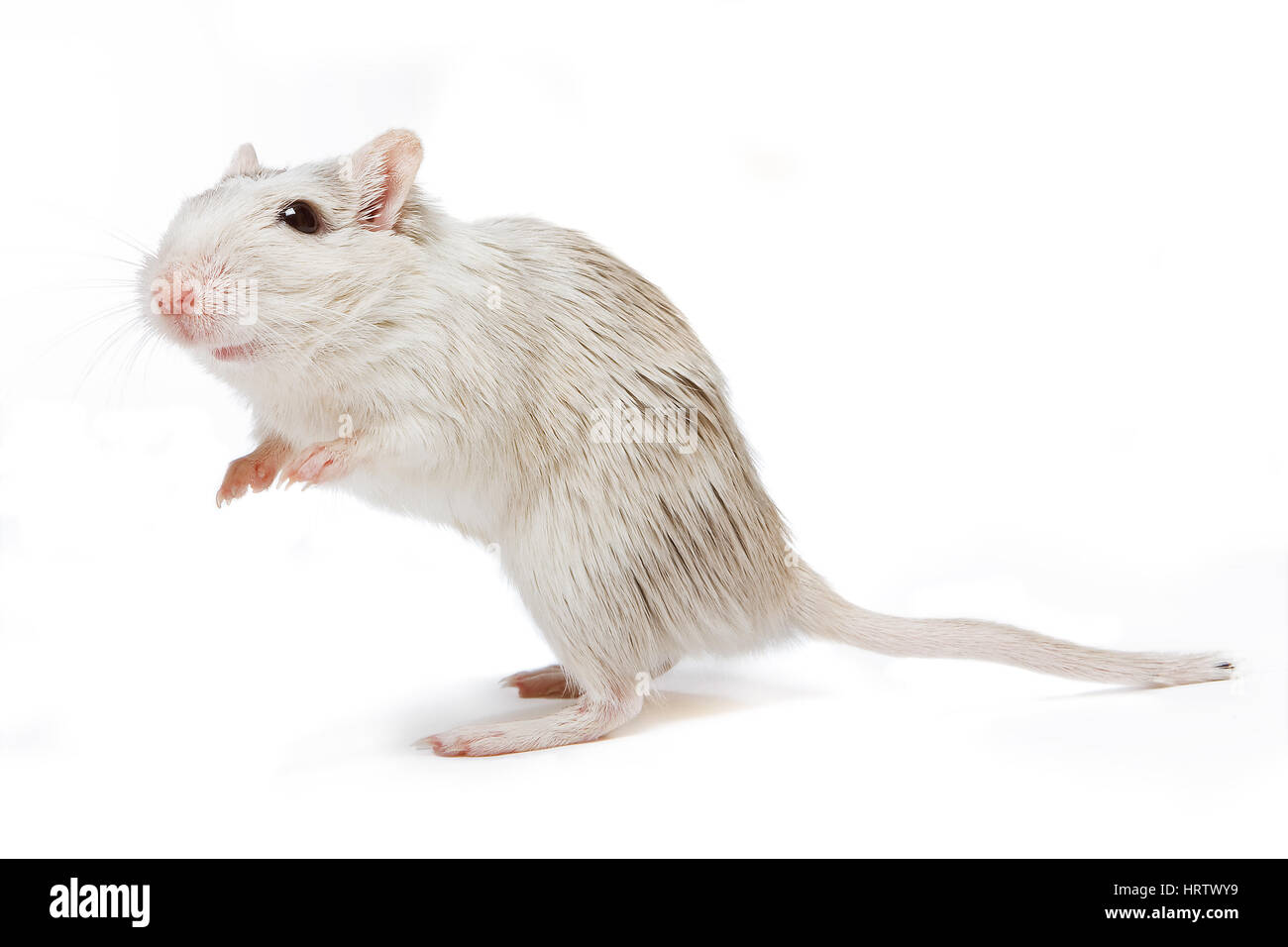 Kleine weiße Wüstenrennmaus Ratte schauen neugierig auf weißem Hintergrund Stockfoto
