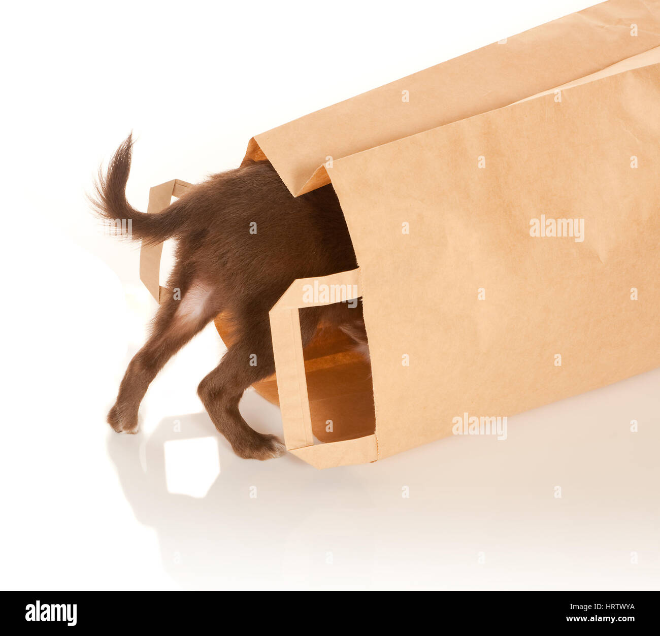Blick in eine braune Papiertüte winzigen Chihuahua-Welpe Stockfoto