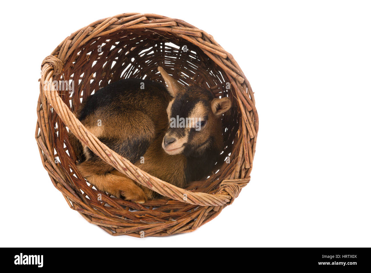 Junge braune Zwerg Zicklein in einem Weidenkorb Stockfoto
