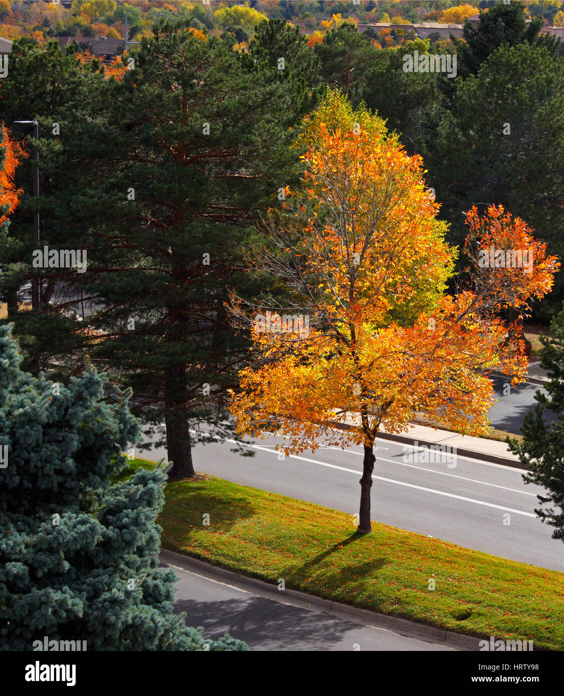 Schöner Herbst Baum in Golden City, Colorado State Park Stockfoto