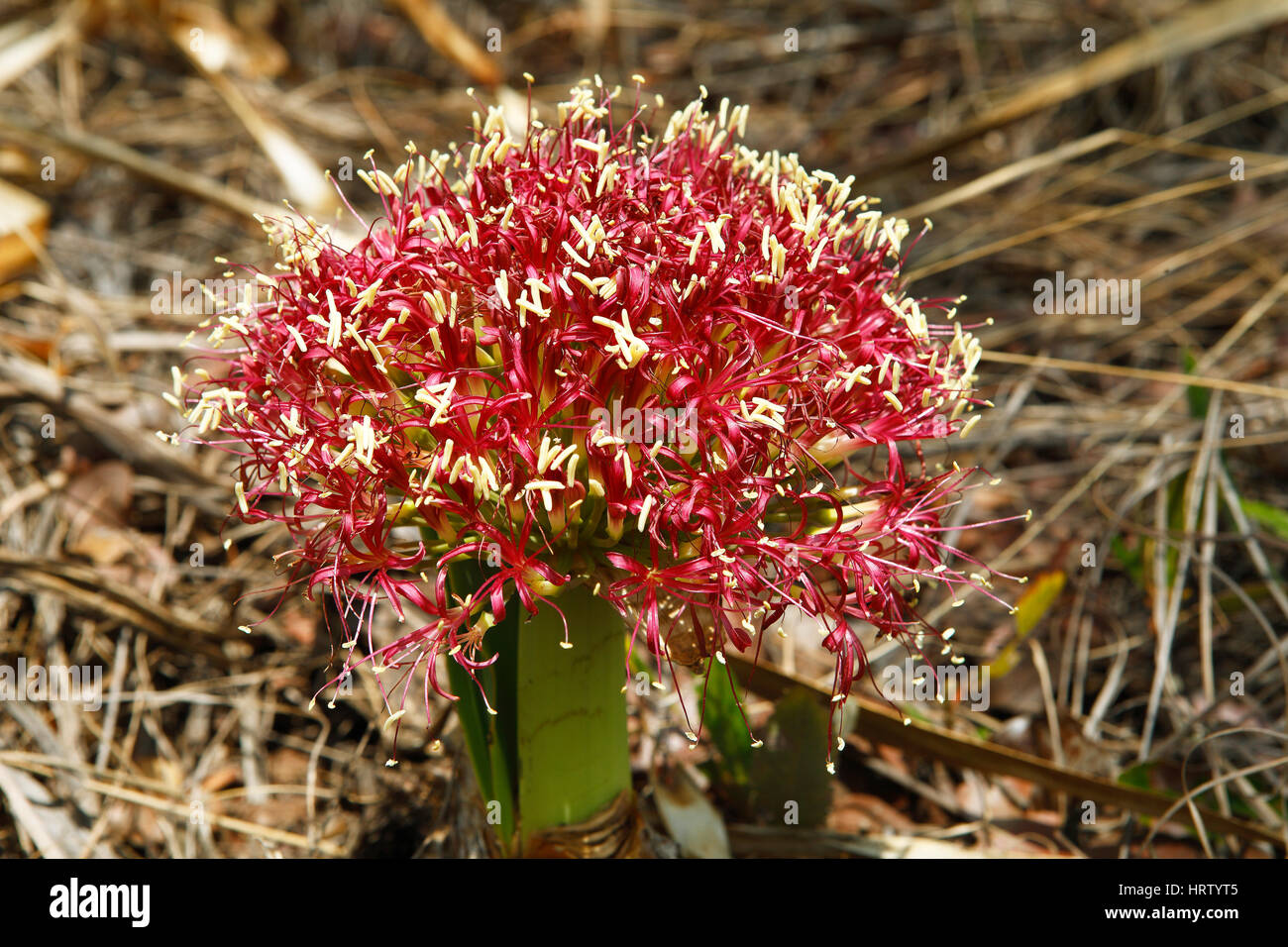 Blume des Blut-Lilly (Haemanthus Sanguineus), Liuwa-Plain-Nationalpark, Sambia Stockfoto