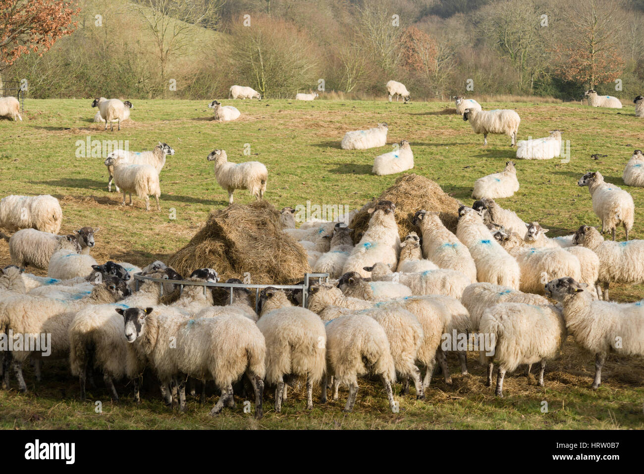 Schafe sammeln, um feed rund um ein Heu-Feeder, Saintbury, die Cotswolds, Gloucestershire, England, Vereinigtes Königreich Stockfoto