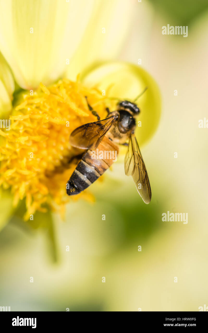 Honig-Bienen mit Pollen sammeln Nektar von Bettwäsche Dahlien  Stockfotografie - Alamy