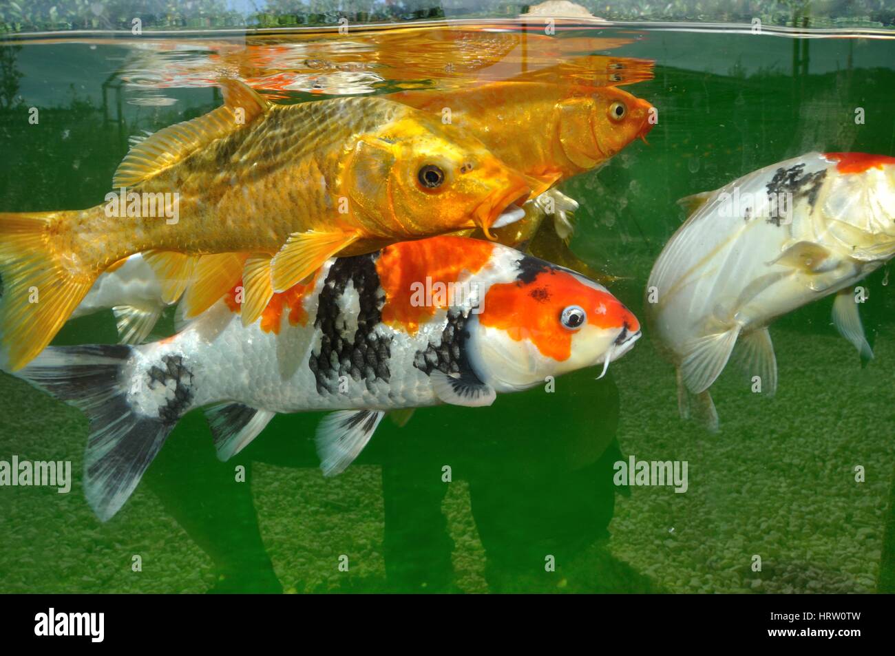 Carp Koi Dans un bassin Stockfoto