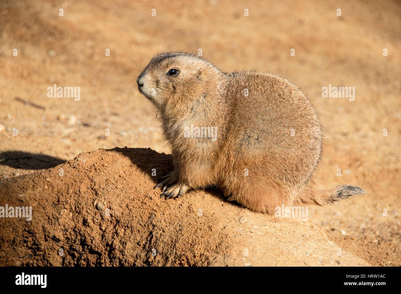 Prariehund Aus Nachster Nahe Fotografiert Prariehunde Cynomys Gattung Sind Pflanzenfressenden Nagetiere In Das Grasland Von Nordamerika Heimisch Die Funf Stockfotografie Alamy