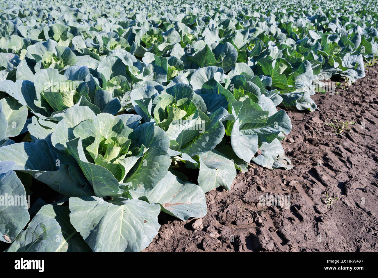 Spitzen Kohlkopffeld Stockfoto
