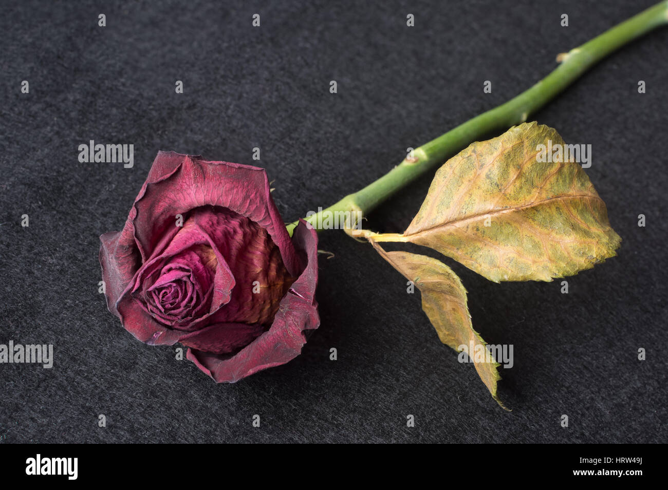 Rote Rose verwelkt, über dunkle strukturierten Hintergrund Stockfoto