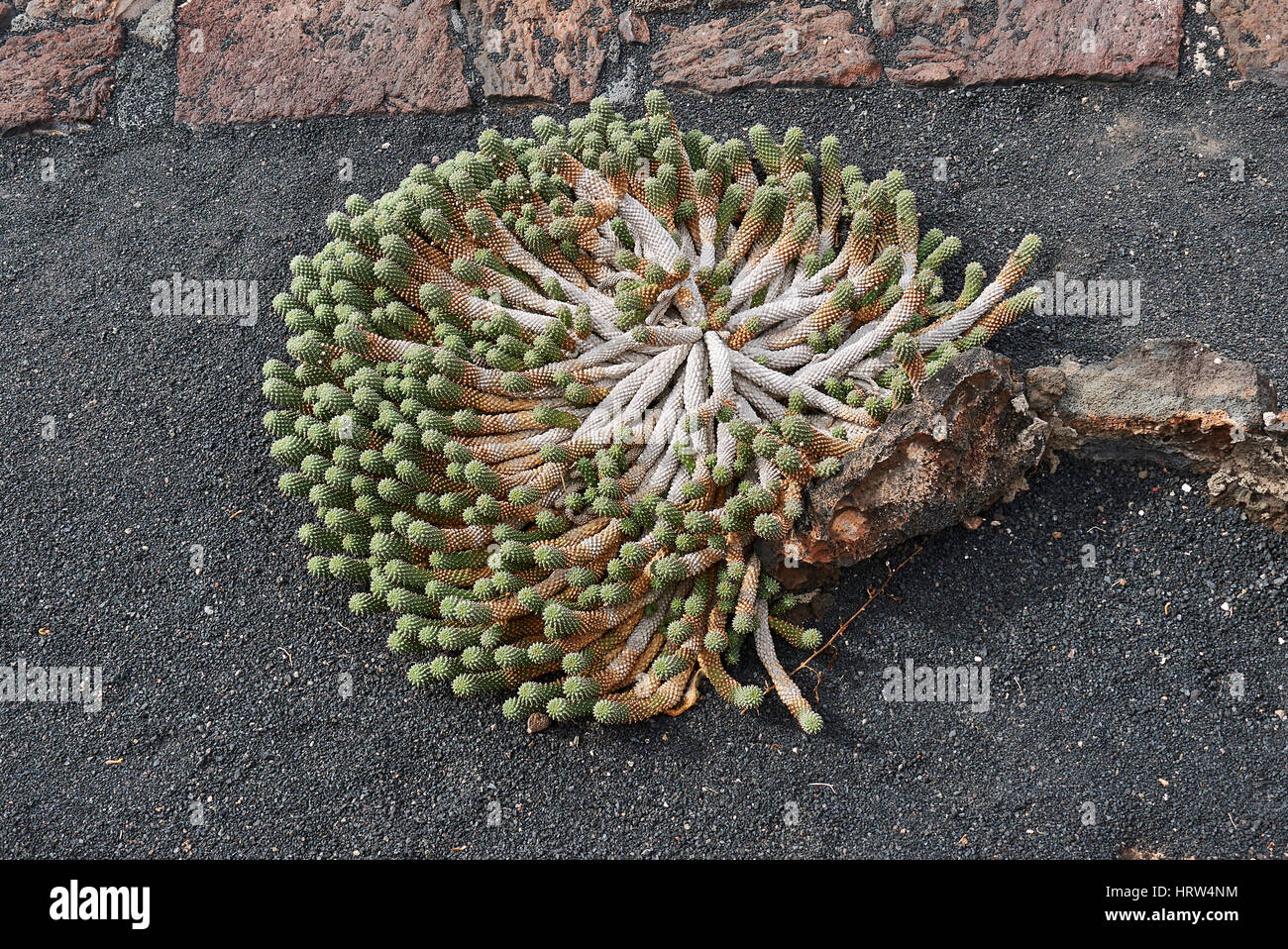 Euphorbia Caput-Medusen Stockfoto