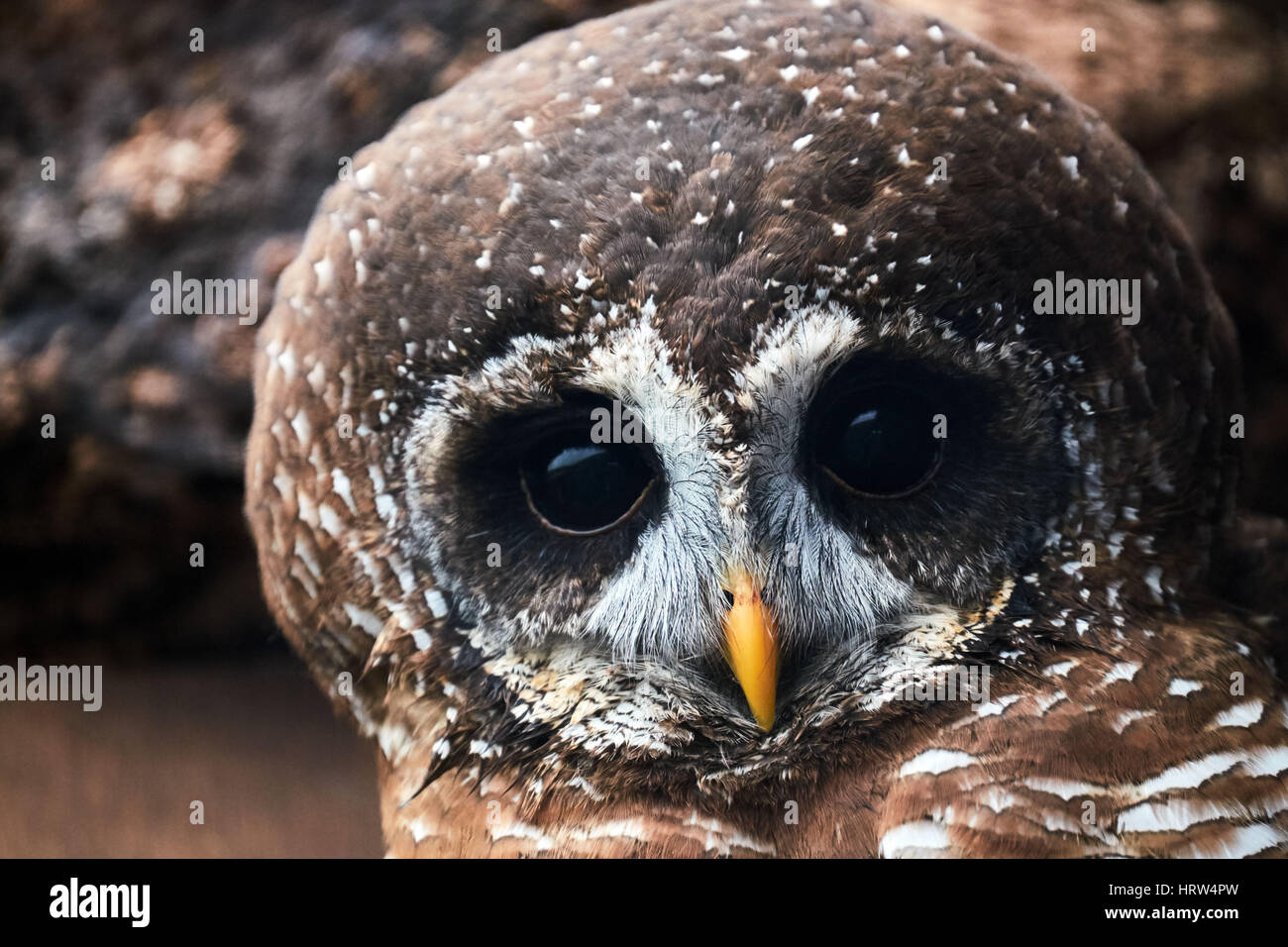 Streifenkauz Gesicht, Nahaufnahme, Porträt Stockfoto