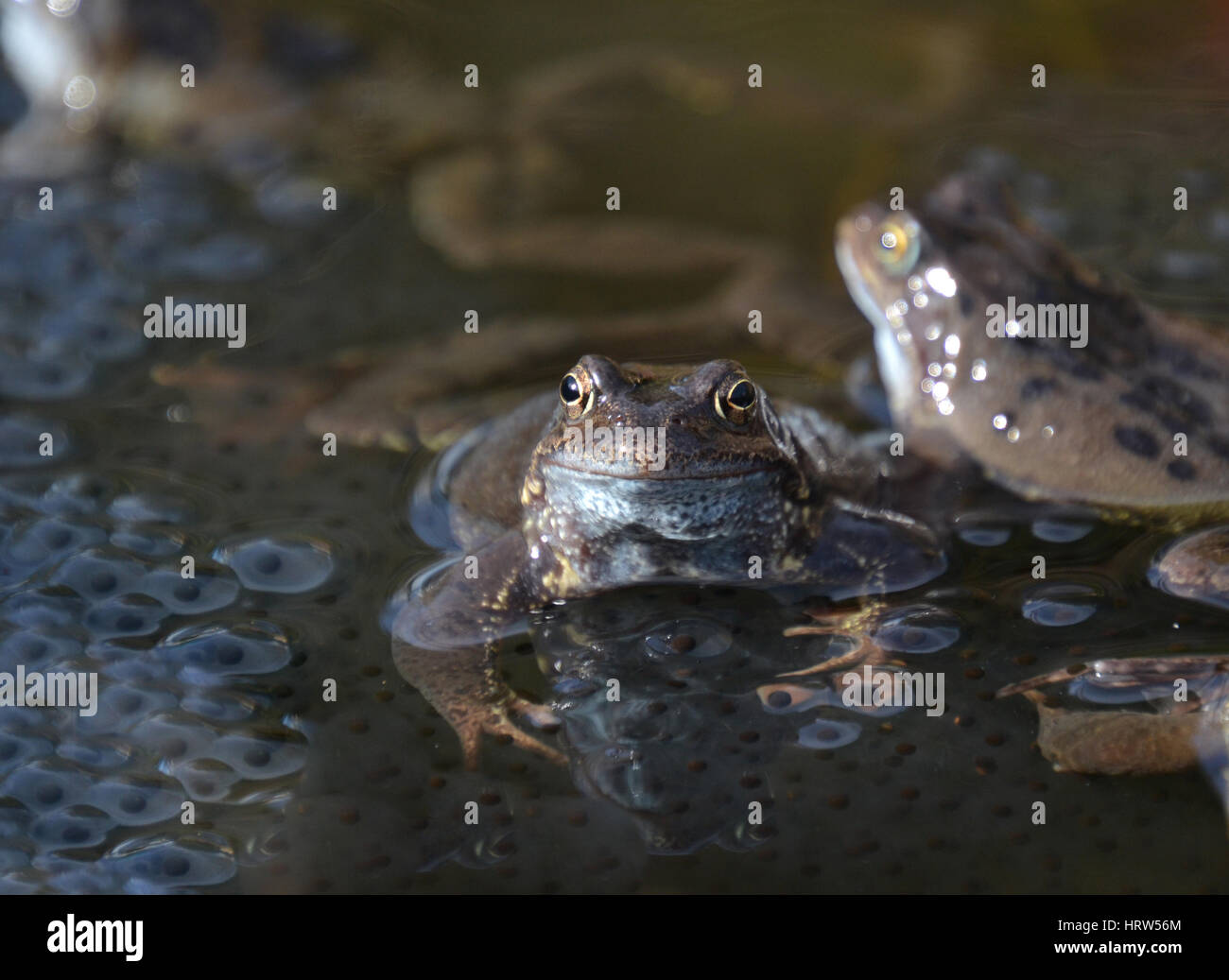 Gemeinsamen Frösche in einem Gartenteich, England Stockfoto