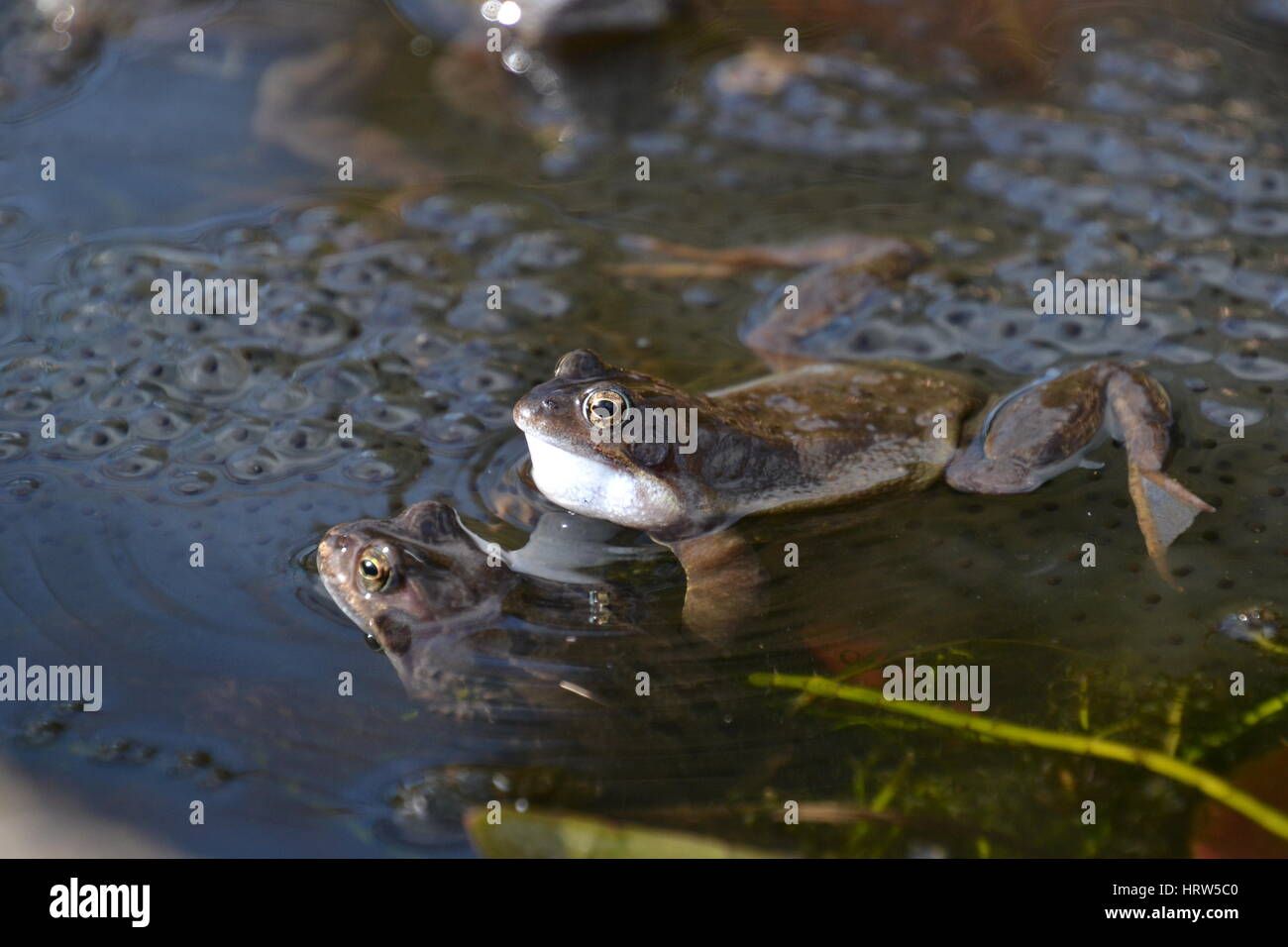 Gemeinsamen Frösche in einem Gartenteich, England Stockfoto