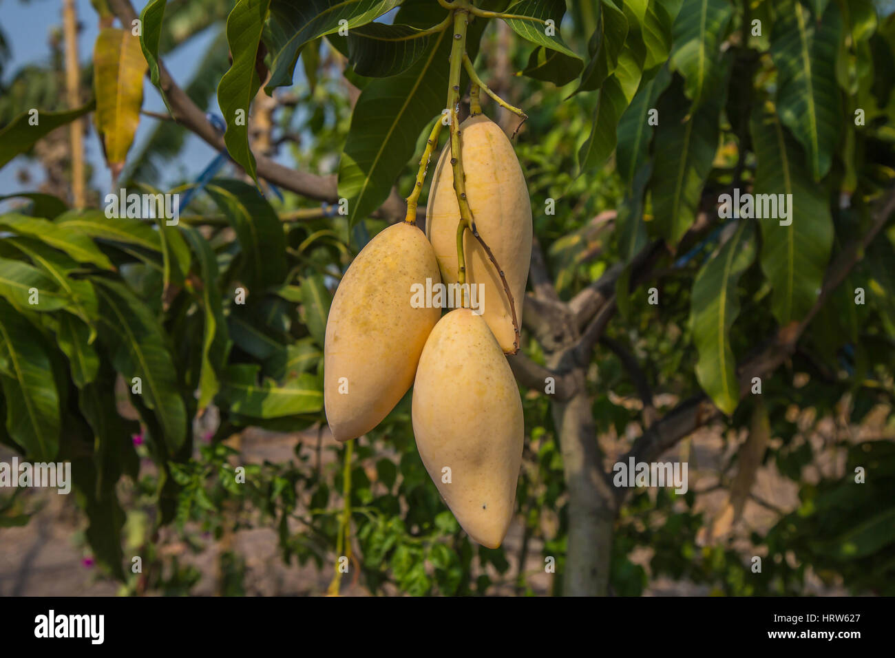Gelbe Mango auf dem Baum zu Essen bereit. Stockfoto