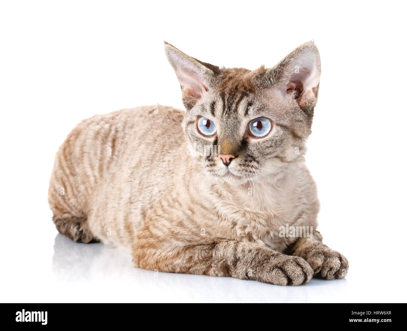 graue Devon Rex Katze auf weißem Hintergrund Standortwahl und Blick zur Seite der Kamera Stockfoto