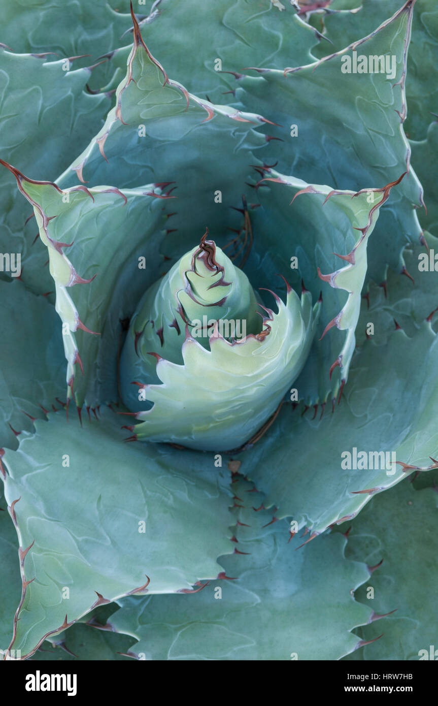 Agave Pflanze, Copper Canyon, Mexiko. Stockfoto