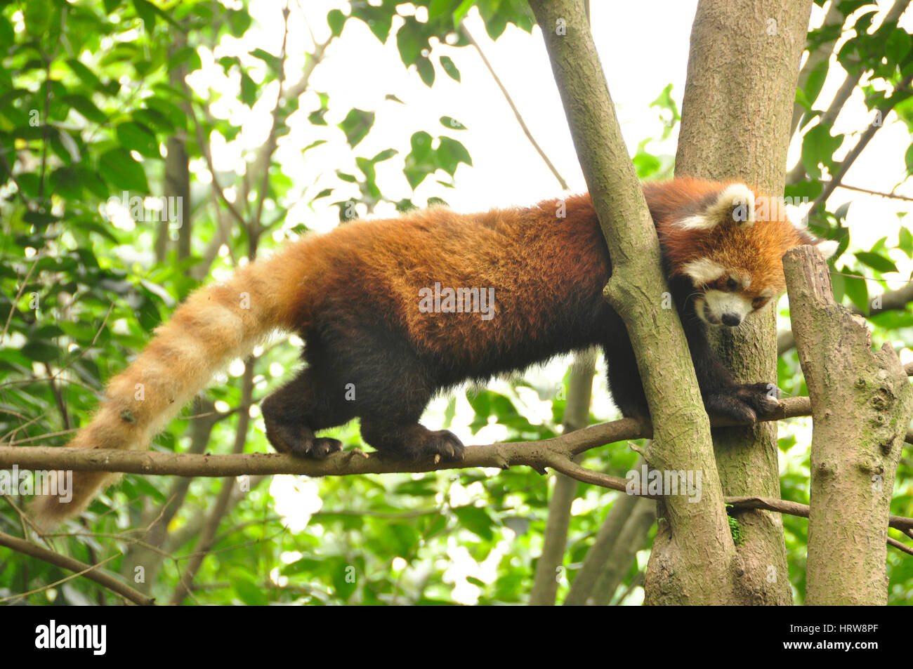 AKA roter Bär-Katze, Fütterung, man und auf der gefährdeten Liste; gefunden Sie im Himalaya & SE China Stockfoto