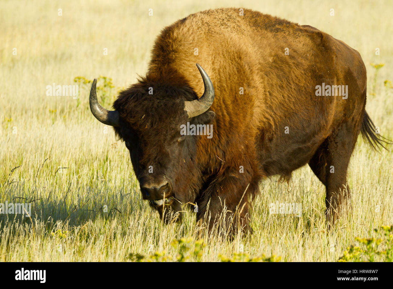 Bisons (Bison Bison) männlichen Theodore-Roosevelt-Nationalpark, ND, USA Stockfoto