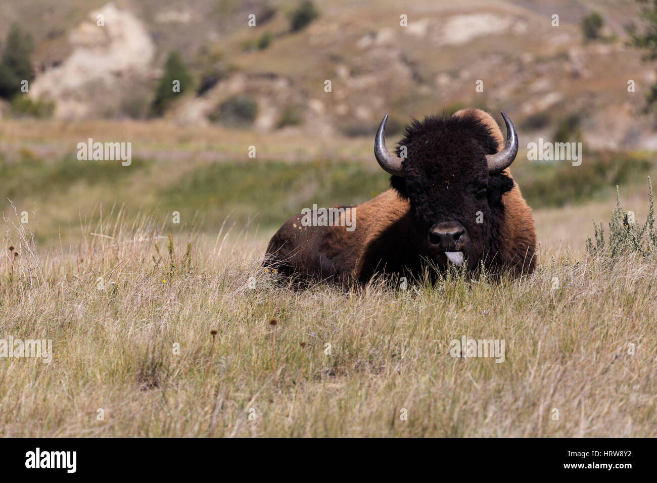 Bisons (Bison Bison) ruhen, Theodore-Roosevelt-Nationalpark, ND, USA Stockfoto