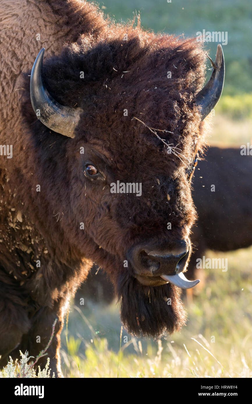 Bisons (Bison Bison) Porträt, Theodore-Roosevelt-Nationalpark, ND, USA Stockfoto