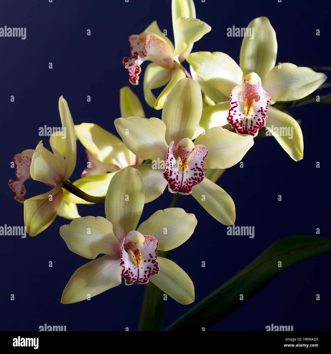 Cymbidium oder Boot Orchideenblüten, Cornwall, England, UK. Stockfoto