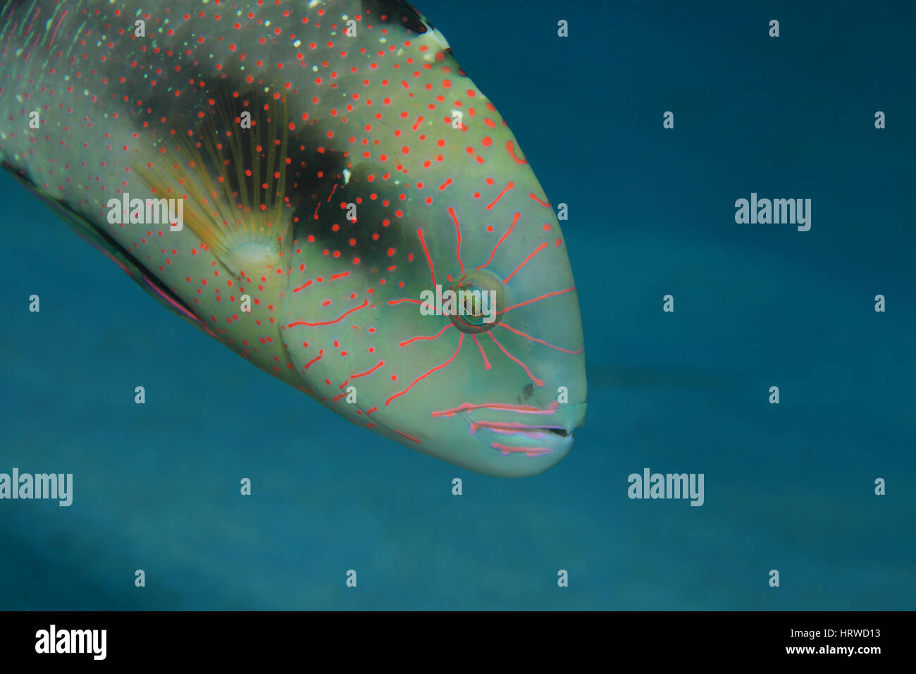 Abudjubbe Lippfisch Fische (Cheilinus Abudjubbe) im Roten Meer tropische Unterwasserwelt Stockfoto